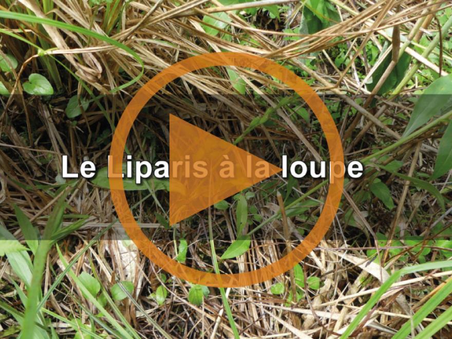Capture écran de la vidéo sur le Liparis de Loisel, CEN Isère, nature isère