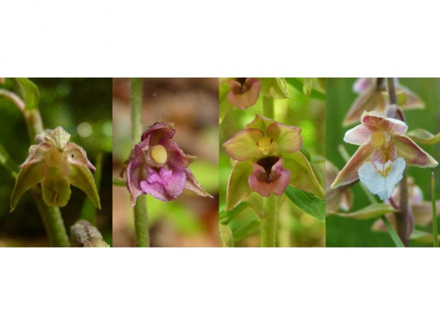 Epipactis peuil, nature isere
