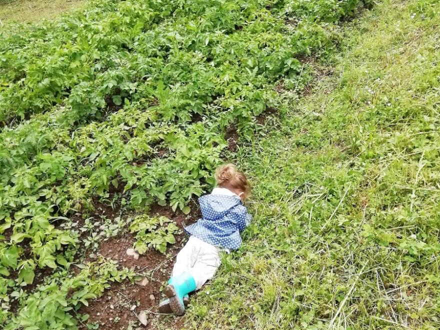 Enfant dans un champ de patates qui prend le temps
