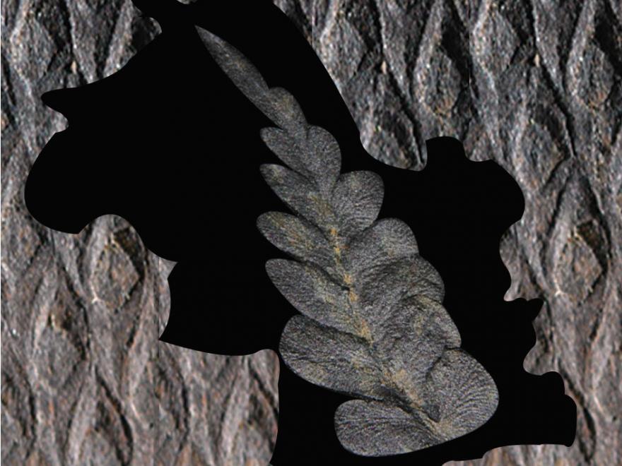 PALEOCARBIS, paléontologie du carbonifère en Isère  une page facebook pour suivre nos activités notamment de prospection de notre groupe de paléobotanistes amateurs