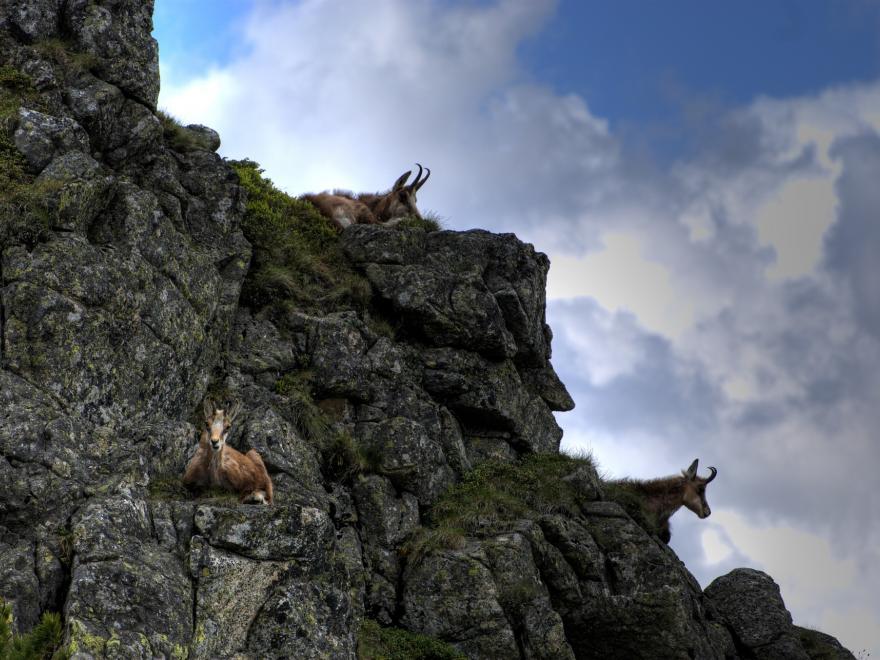 Photo de chamois, jarekgrafik, CC0 Public Domain, nature isère