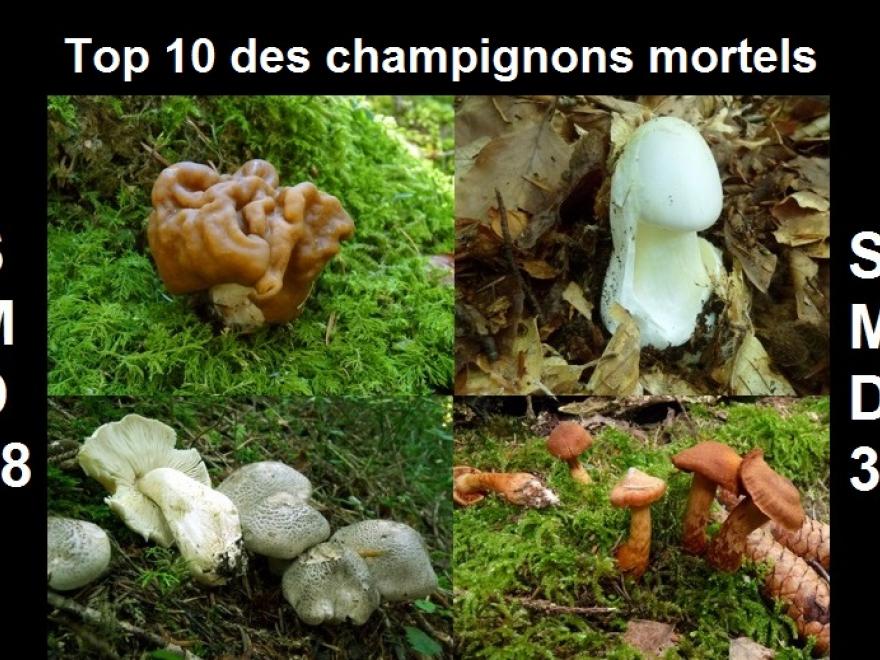 Top 10 des champignons mortels, SMD38 sur nature isère