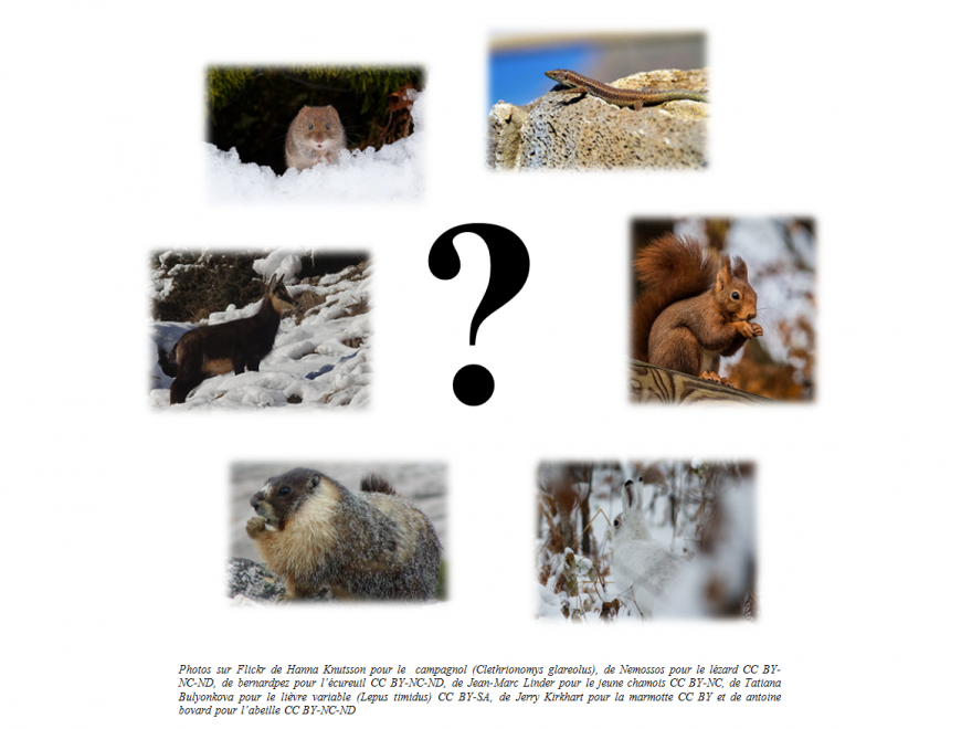 Photos du petit quizz d'actualité sur la vie des animaux en hiver, nature isère