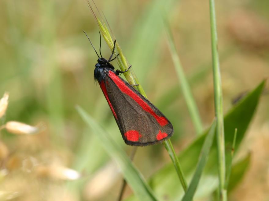 Tyria Jacobae - G. Delcourt - Nature Isère