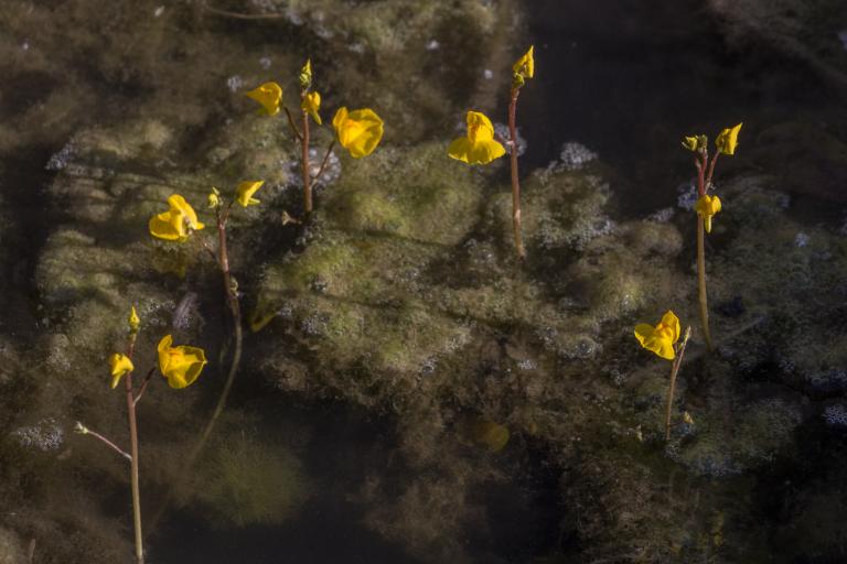 Utriculaire négligée – Utricularia australis - Julia Peyrottes, nature isere