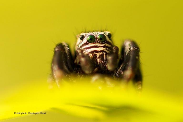 Photo d'araignée, Christophe Huant pour nature isère