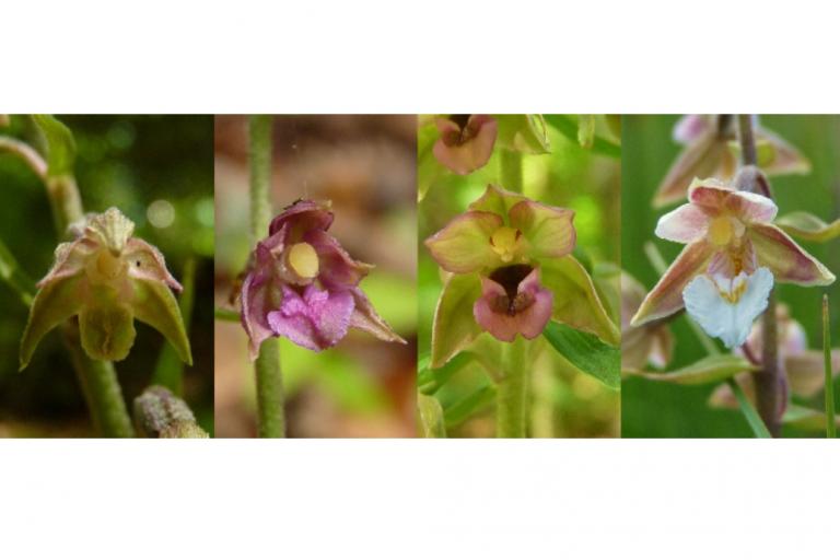 Epipactis peuil, nature isere