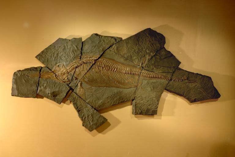 Ichtyosaure, dans la salle Parole de Terre, Muséum de la ville de Grenoble, nature isère