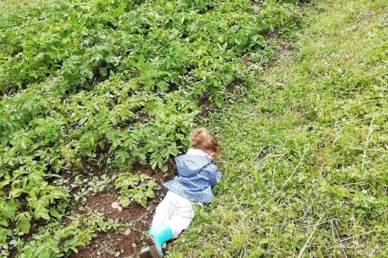 Enfant dans un champ de patates qui prend le temps