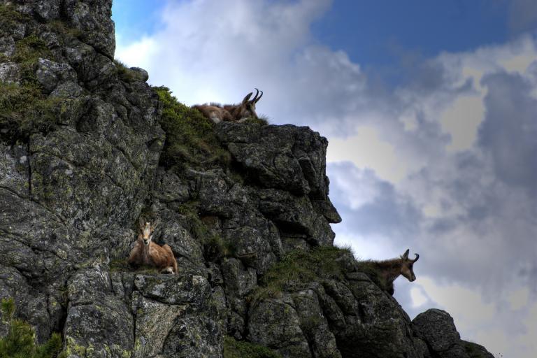 Photo de chamois, jarekgrafik, CC0 Public Domain, nature isère