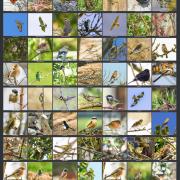 Affiche d'oiseaux de nos campagnes de Trièves Photo sur Nature isère