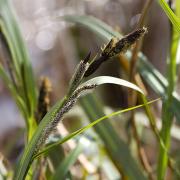 Carex riparia, photo de Rictor Norton & David Allen sur Flickr 