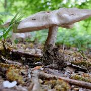 Photo d'un champignon, CC0 domaine public sur nature isère
