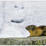 Marmotte, photo de Pasquale Paolo Cardo, CC-BY-2.0