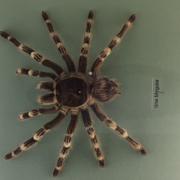 Mygale naturalisée présente en vitrine dans la salle "Carnaval des insectes" au muséum de Grenoble