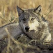 Photo d'un loup gris 
