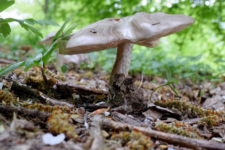 Photo d'un champignon, CC0 domaine public sur nature isère