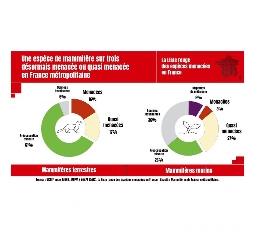 Infographie résultats liste rouge mammifères de France, nature isère