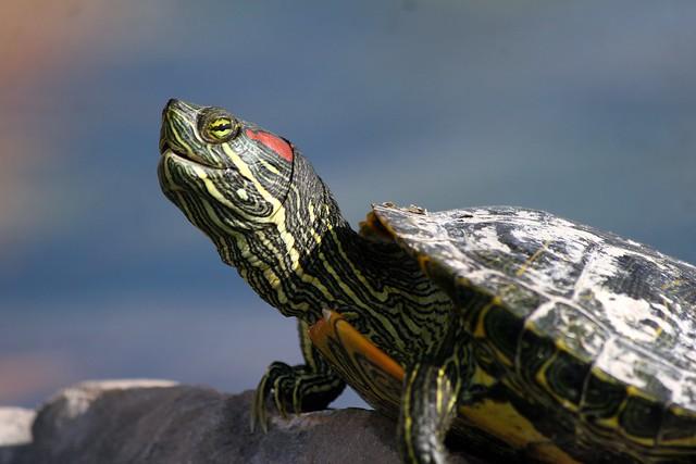 Trachémyde écrite, tortue de Floride,Trachemys scripta, photo de Brent Myers sur Flickr, CC-BY