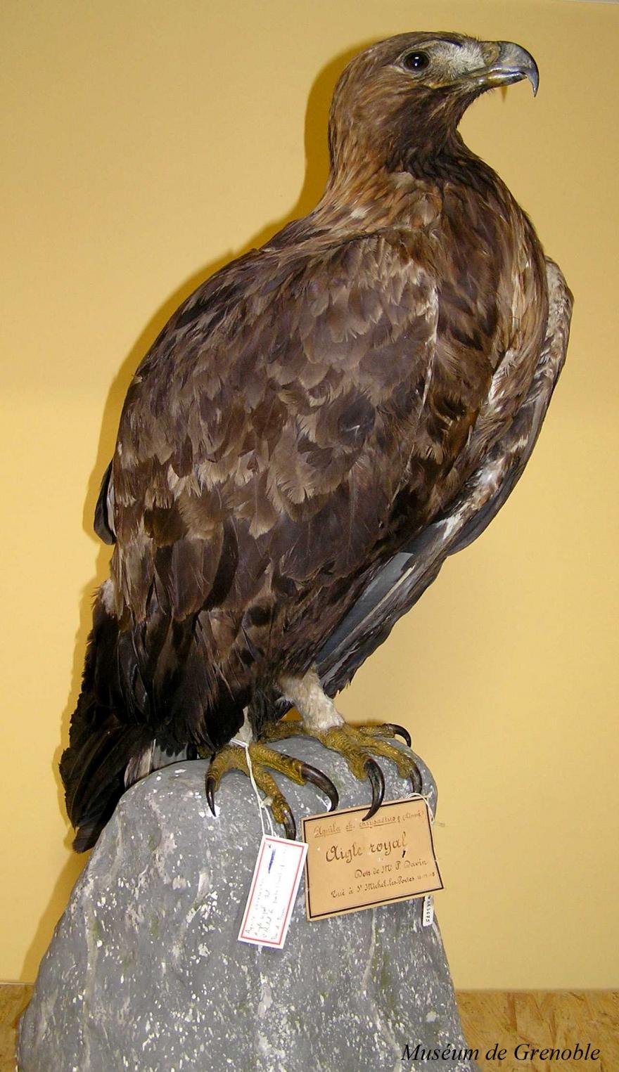 Aigle royal naturalisé - collection du Muséum de Grenoble