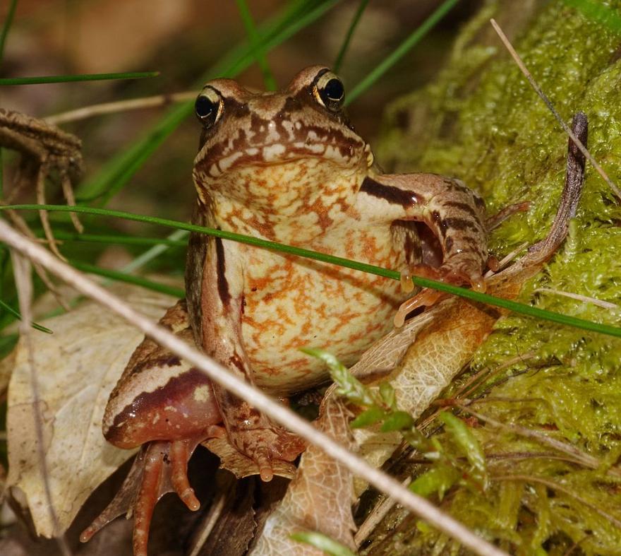 Andreas Eichler, CC BY-SA 3.0, grenouille rousse, nature isère