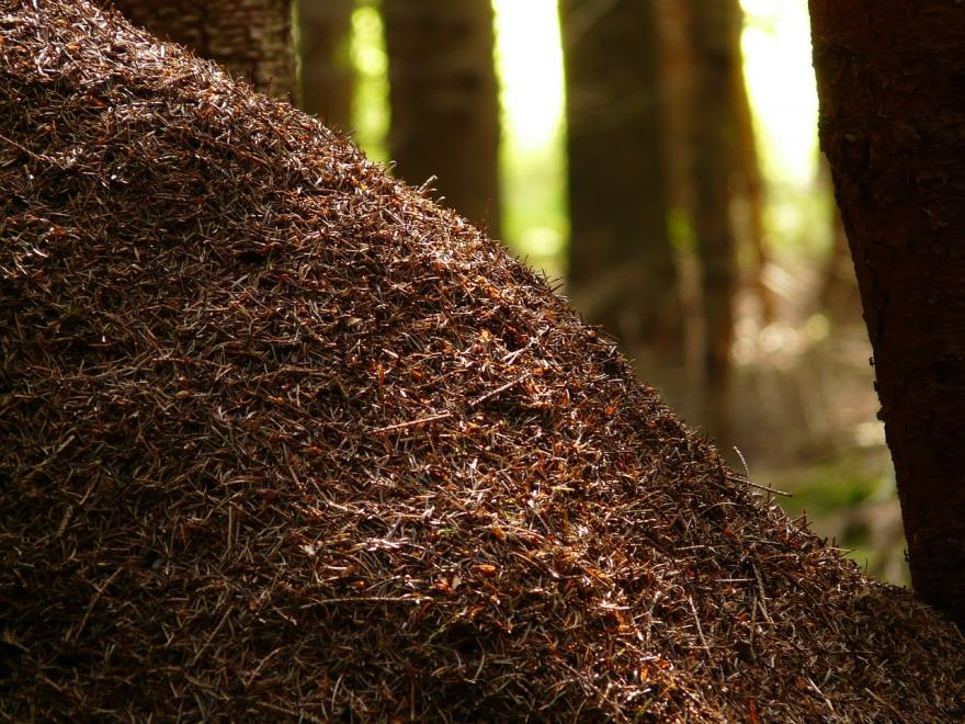 Fourmilière de fourmis rousses des bois - Photographie de Hans - CC0-domaine public - Nature Isère