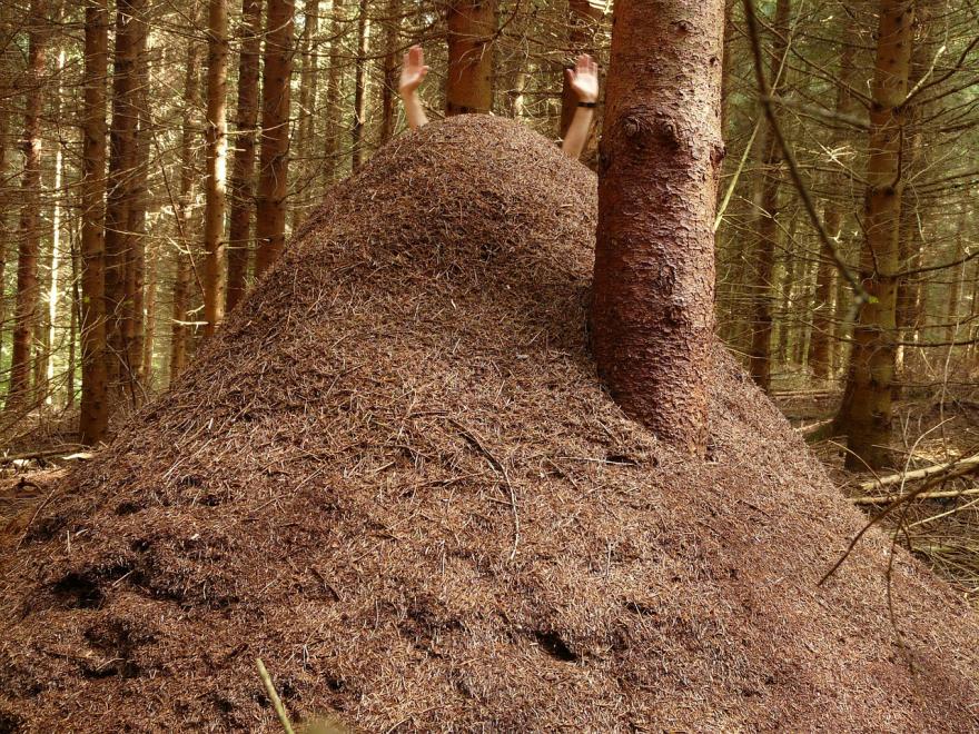 Fourmilière de fourmis rousses des bois - Photographie de Hans - CC0-domaine public - Nature Isère