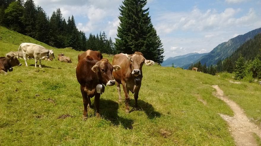 Troupeau de vaches - CC0 Public Domain - Nature Isère