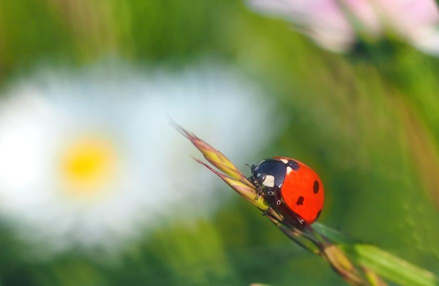 Coccinelle 7 points Nature Is re