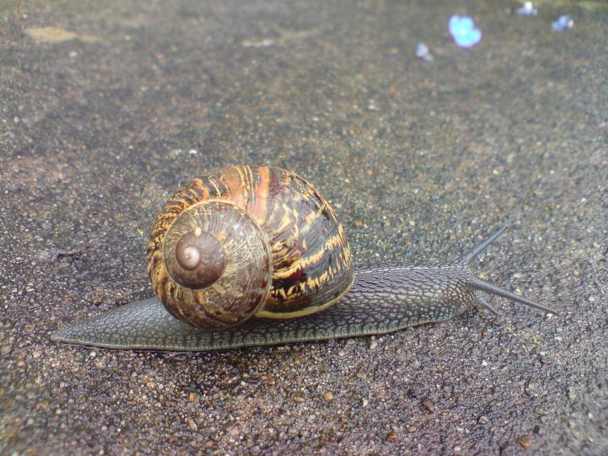 Escargot petit-gris - Photographie de skeeze - CC0 domaine public - Nature Isère