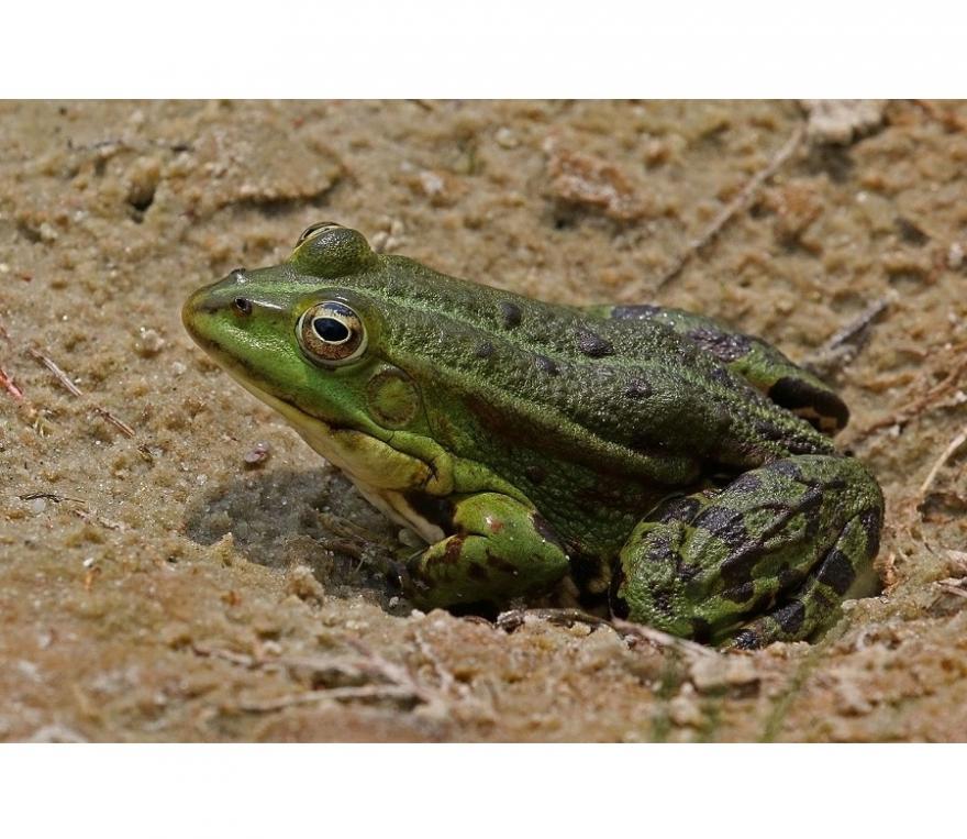 Marsh_frog_(Pelophylax_ridibundus), young adult, photo de grenouille rieuse,CC BY-SA 4.0, nature isère