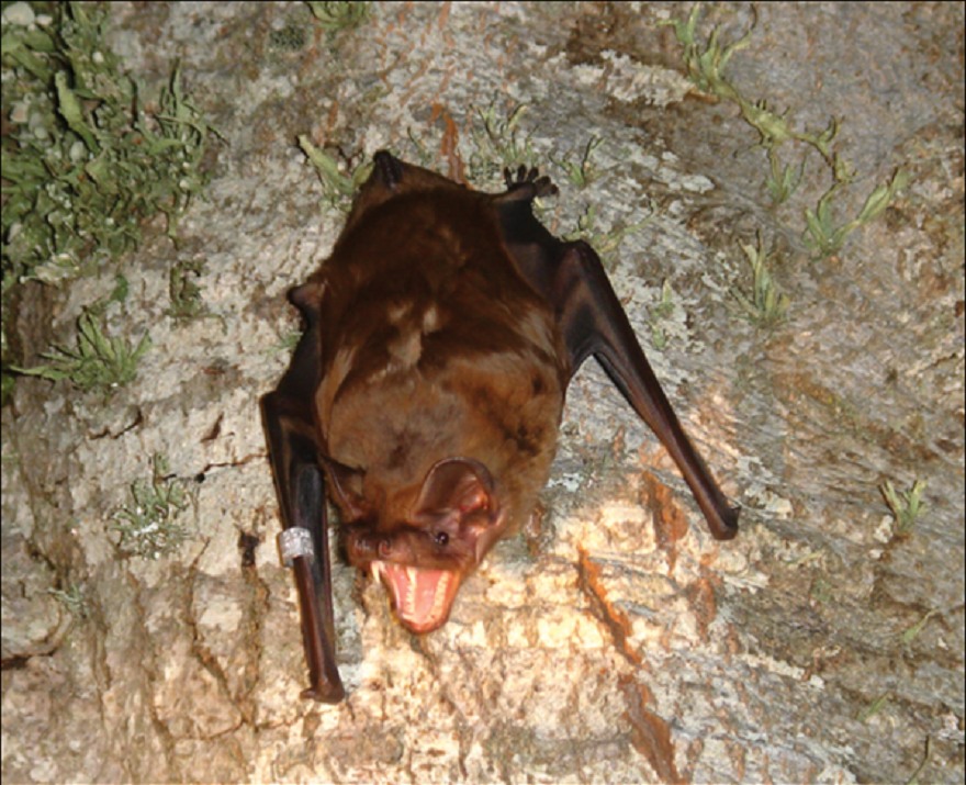 Grande noctule Par Popa-Lisseanu AG, Delgado-Huertas A, Forero MG, Rodríguez A, Arlettaz R, & Ibáñez C — Popa-Lisseanu AG, Delgado-Huertas A, Forero MG, Rodríguez A, Arlettaz R, et al. (2007) Bats' Conquest of a Formidable Foraging Niche: The Myriads of Nocturnally Migrating Songbirds. PLoS ONE 2(2): e205. doi:10.1371/journal.pone.0000205, CC BY 2.5