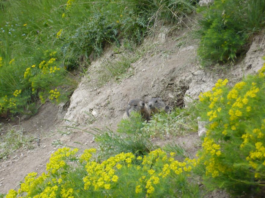 Photo de marmottes à la sortie de leur terrier - Nature Isère