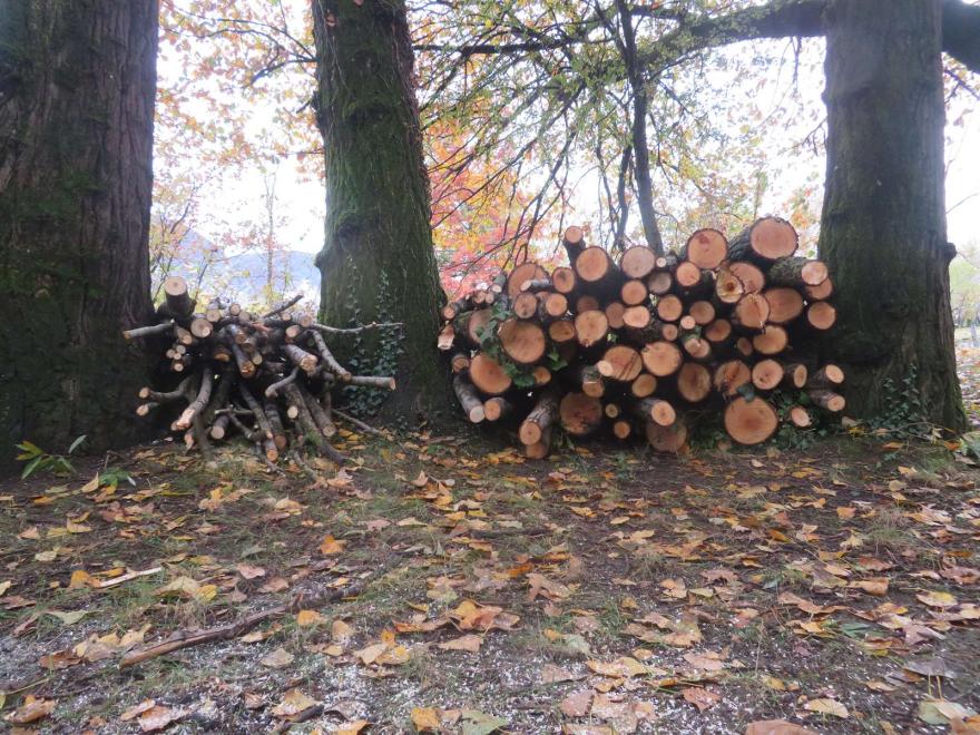 Le bois restant comme abri à faune