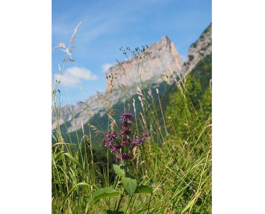 Photo de fleurs devant le mont-aiguille-Hans-CCO Public Domain