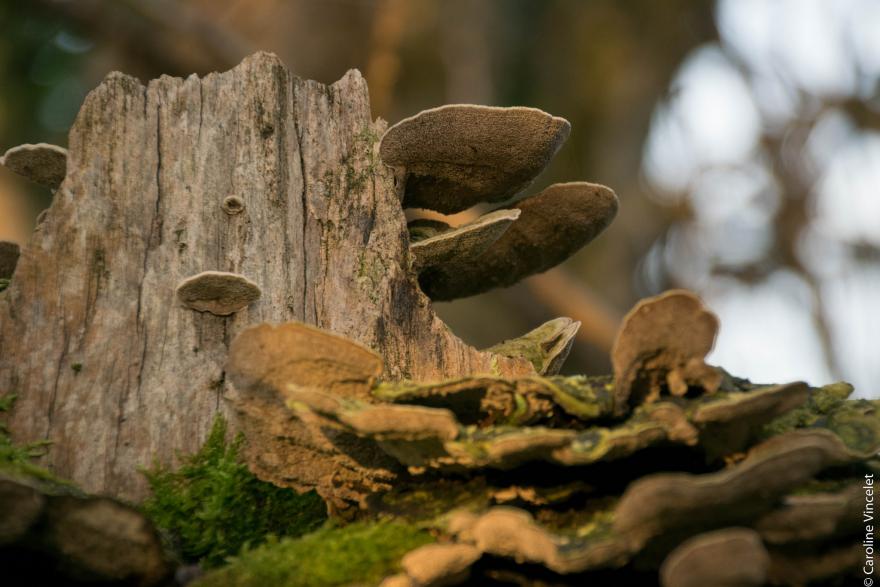 Champignon sur une souche à Viriville – photographie de Caroline Vincelet (CC BY-NC-ND) - Nature Isère