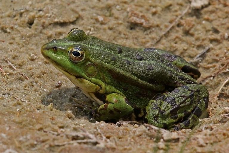 Marsh_frog_(Pelophylax_ridibundus), young adult, photo de grenouille rieuse,CC BY-SA 4.0, nature isère