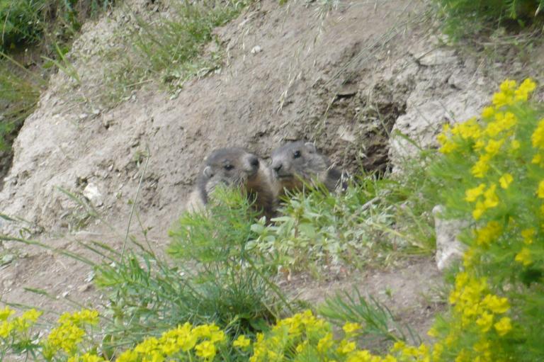 Photo de marmottes à la sortie de leur terrier - Nature Isère