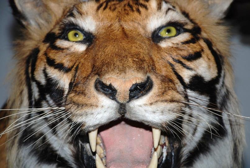Tigre du Muséum de la ville de Grenoble, CC-BY-NC-ND
